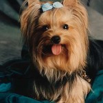 Cachorro-Raca-Yorkshire-2