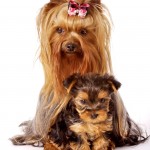Cachorro-Raca-Yorkshire-3