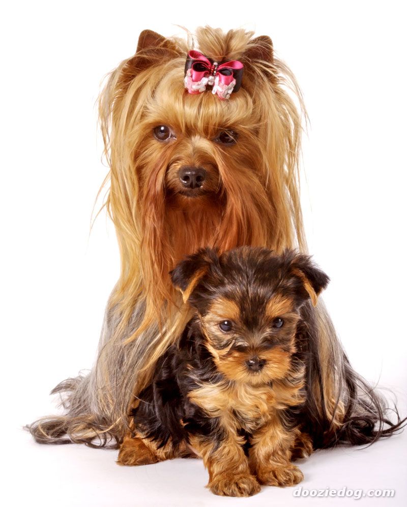 Cachorro-Raca-Yorkshire-3