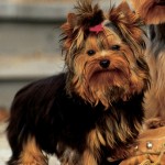 Cachorro-Raca-Yorkshire-4