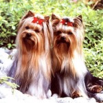 Cachorro-Raca-Yorkshire-6