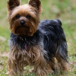 Cachorro-Raca-Yorkshire-7