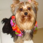 Cachorro-Raca-Yorkshire-8