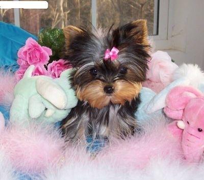 Cachorro-Raca-Yorkshire-9