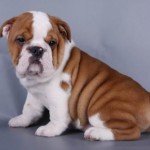 bulldog-ingles-1