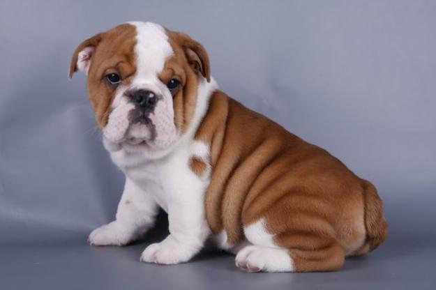 bulldog-ingles-1