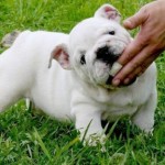 bulldog-ingles-10