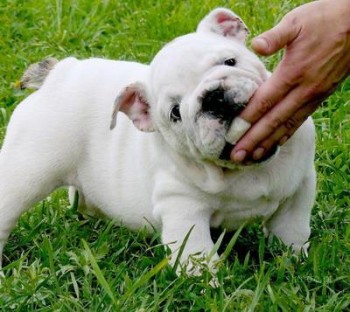 bulldog-ingles-10