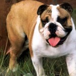 bulldog-ingles-11