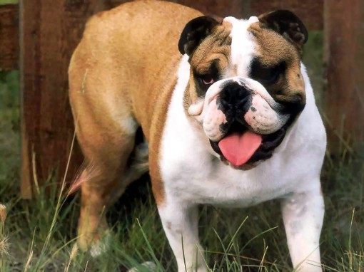 bulldog-ingles-11