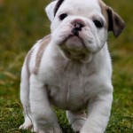 bulldog-ingles-12