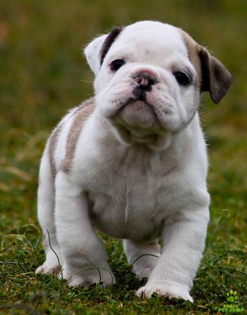 bulldog-ingles-12