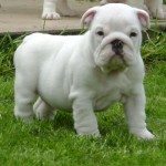 bulldog-ingles-13
