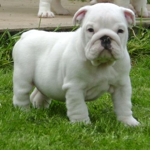 bulldog-ingles-13
