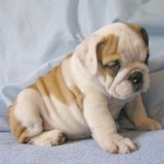 bulldog-ingles-14