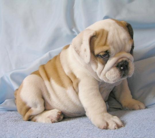 bulldog-ingles-14