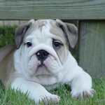 bulldog-ingles-15
