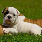 bulldog-ingles-16
