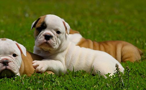 bulldog-ingles-16