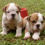 bulldog-ingles-2