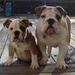 bulldog-ingles-3