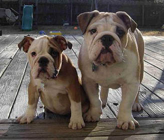 bulldog-ingles-3