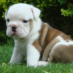 bulldog-ingles-4