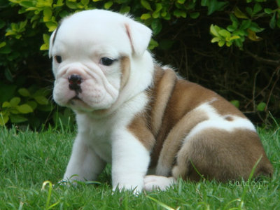 bulldog-ingles-4