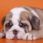 bulldog-ingles-5