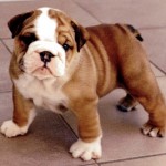 bulldog-ingles-6