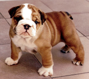 bulldog-ingles-6