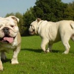 bulldog-ingles-7