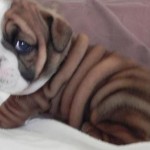 bulldog-ingles-8