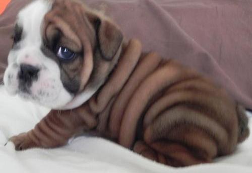 bulldog-ingles-8