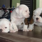 bulldog-ingles-9