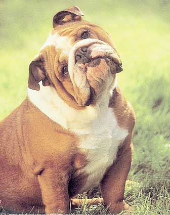 Bulldog Inglês