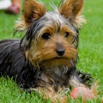 cachorro-raca-yorkshire-5a