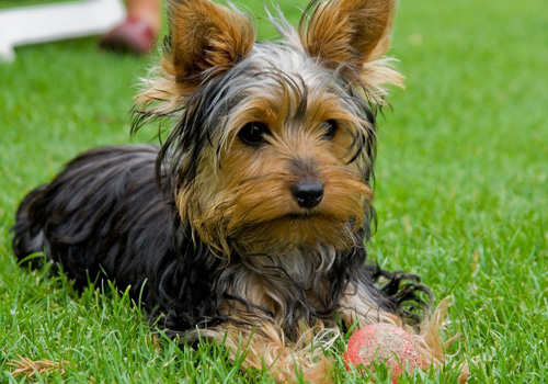 cachorro-raca-yorkshire-5a