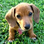 dachshund-salsichinha-1
