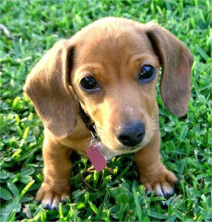 dachshund-salsichinha-1