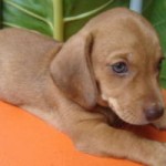 dachshund-salsichinha-10