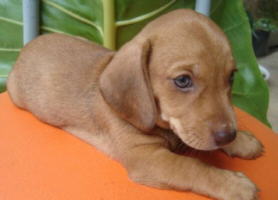 dachshund-salsichinha-10