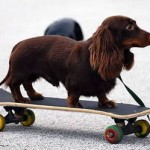 dachshund-salsichinha-11