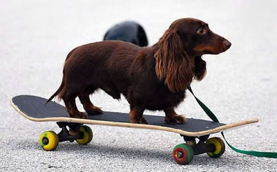 dachshund-salsichinha-11