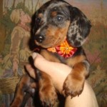 dachshund-salsichinha-12