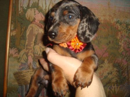 dachshund-salsichinha-12