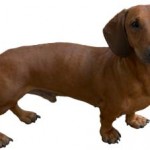 dachshund-salsichinha-13