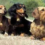 dachshund-salsichinha-14
