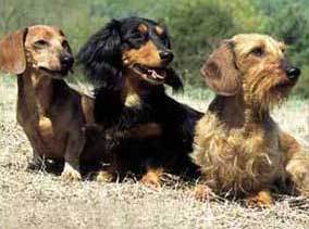 dachshund-salsichinha-14