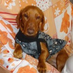dachshund-salsichinha-15